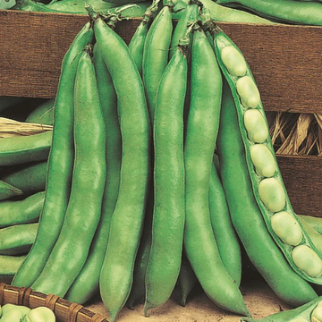 Broad Beans Seeds White Seeded Early