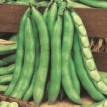 Broad Beans Seeds White Seeded Early - Apnaugao