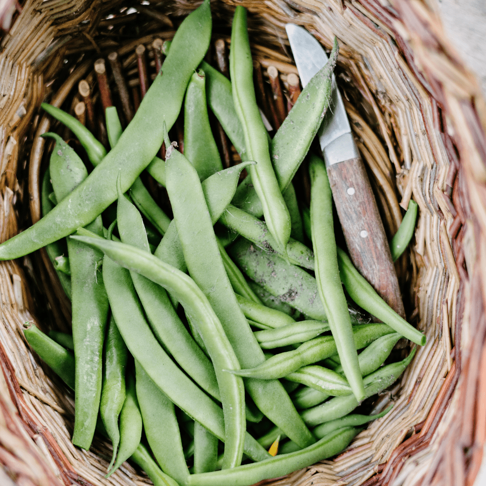 Bush Beans Seeds Rose Podded Grain Coco dry shell beans - Apnaugao