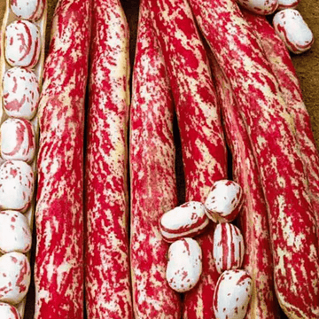 Bush Beans Seeds Red Podded Taylor's Horticultural - Apnaugao