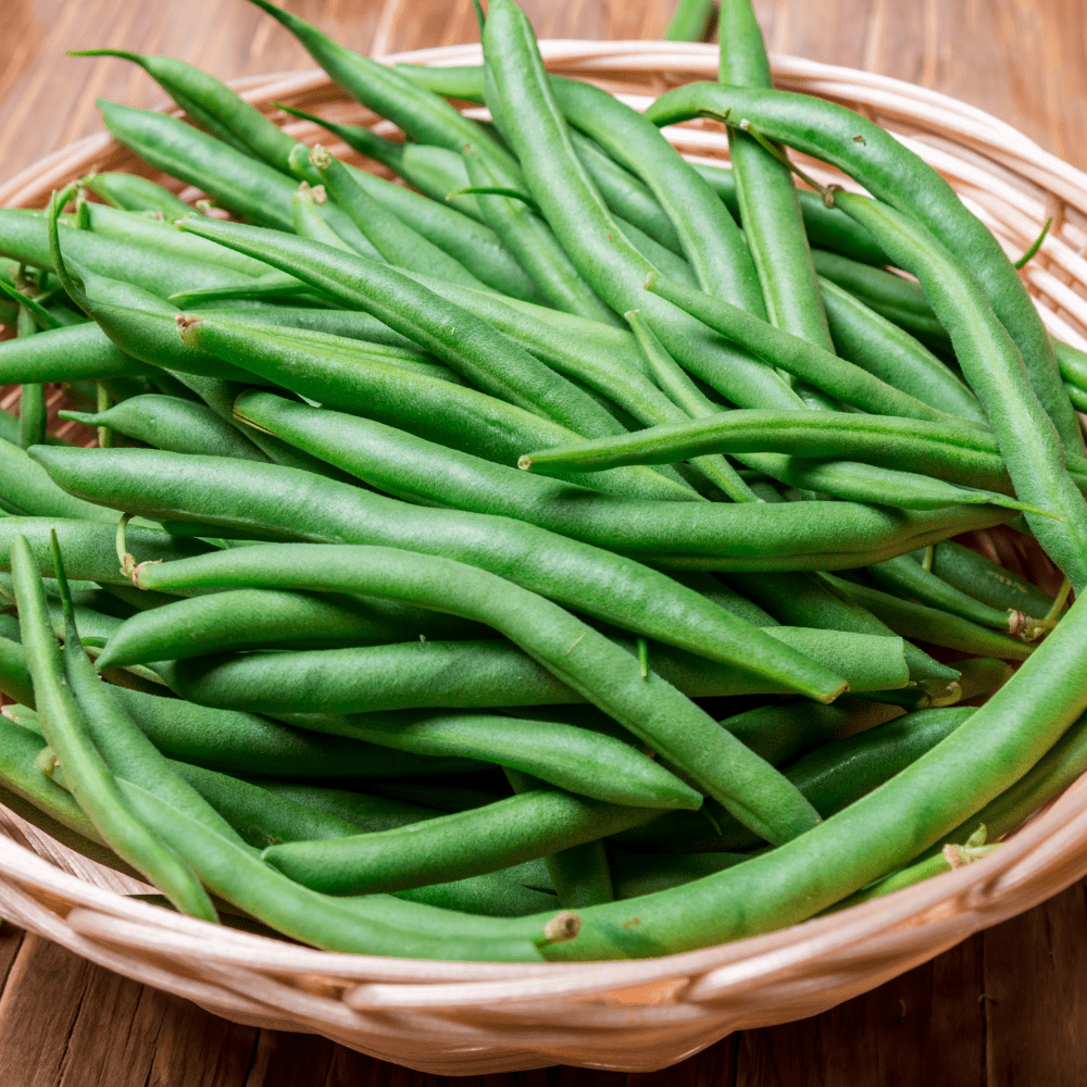 Bush Beans Seeds Green Podded Contender - Apnaugao