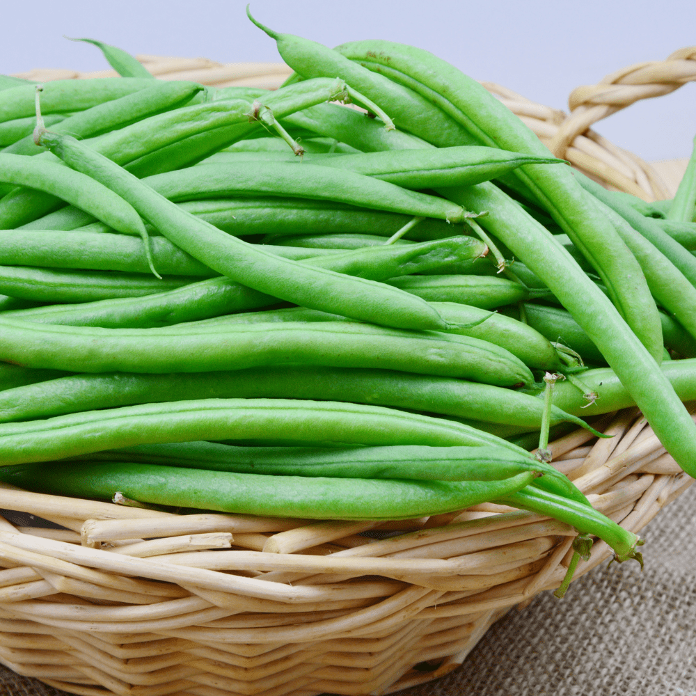 Bush Beans Seeds Green Podded Provider - Apnaugao