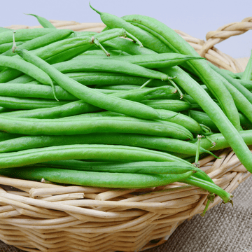 Bush Beans Seeds Green Podded Provider - Apnaugao