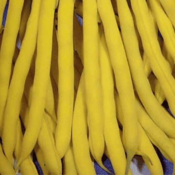 Bush Beans Seeds Yellow Podded BerGold - Apnaugao