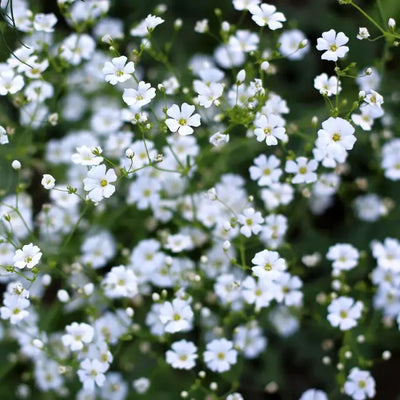 Long lasting pollinator attractor with abundant white blooms