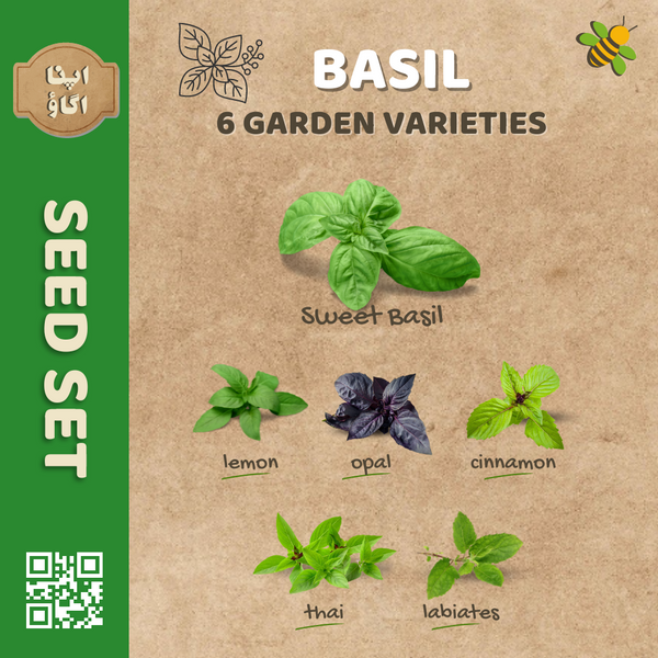 Basil Herb Seeds Set in Pakistan Apnaugao