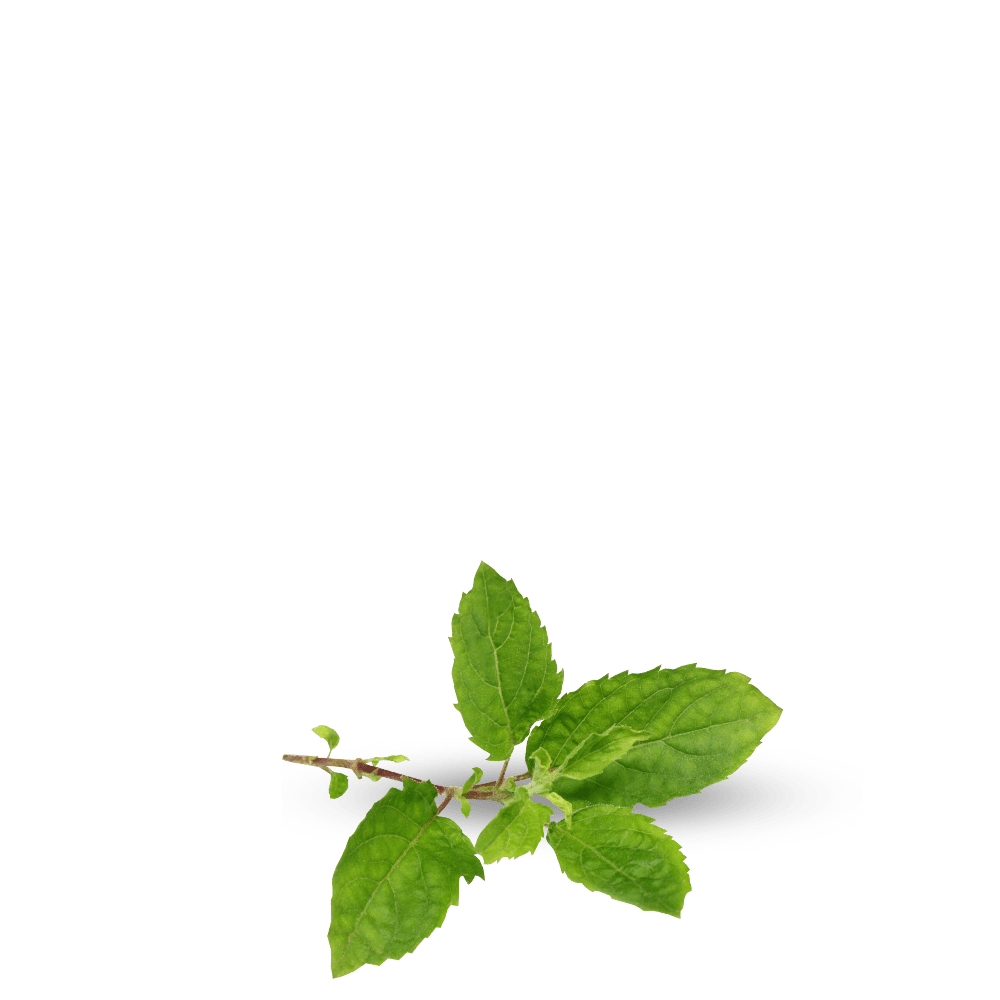 bush basil seeds for home gardening