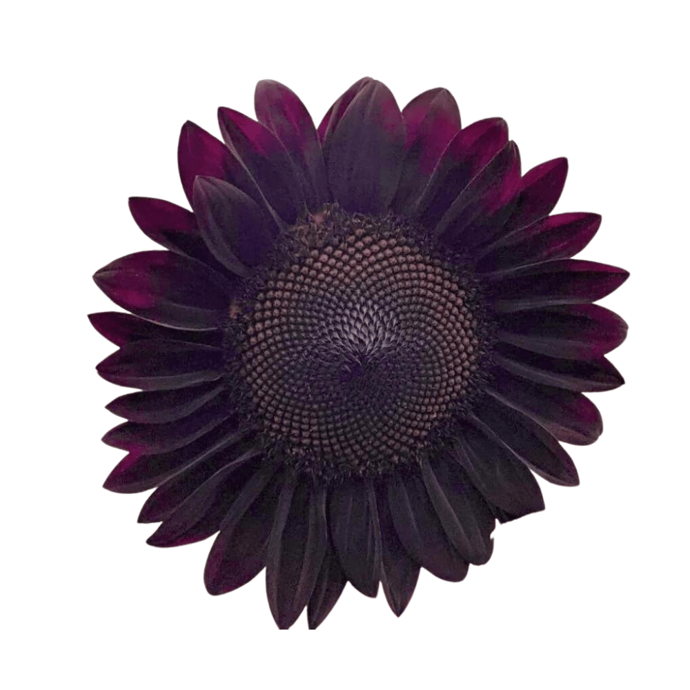 Black Beauty Sunflower Seeds - Apnaugao