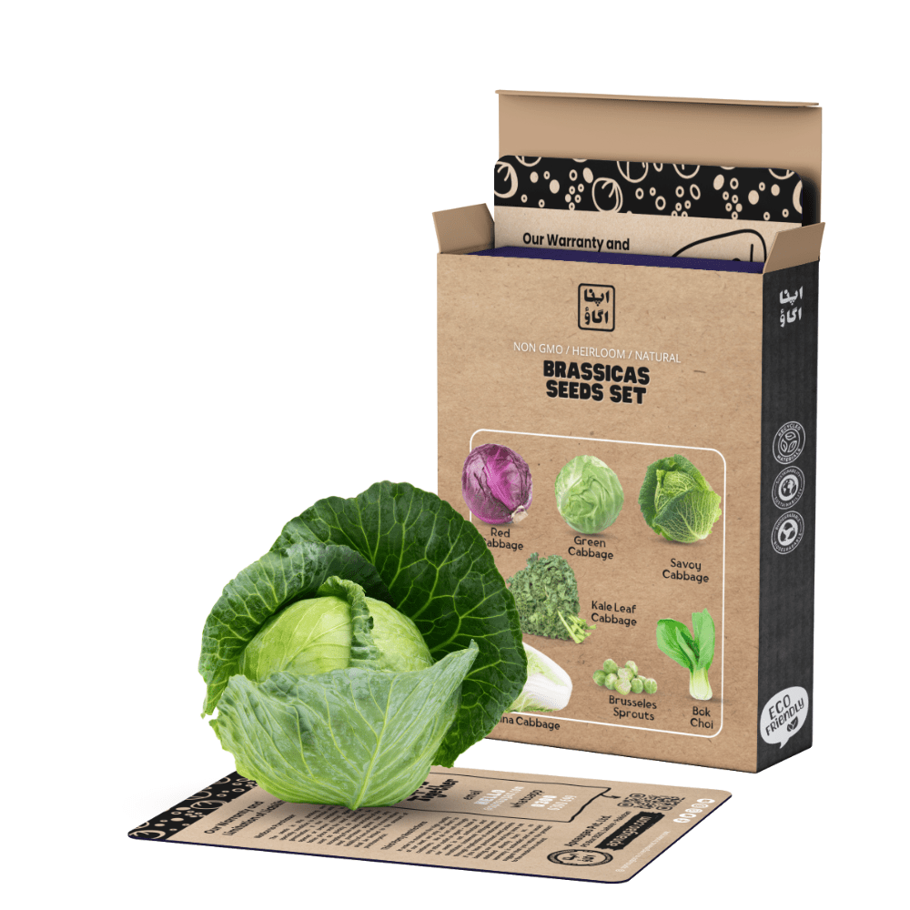 Cabbage ( Brassicas ) Seeds bundles including seven seeds varieties in value pack  - Apnaugao