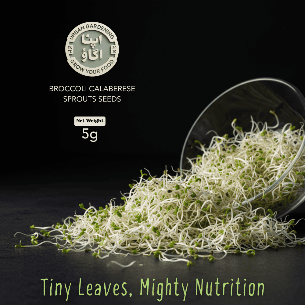 Broccoli Calabrese microgreens seeds available in Pakistan