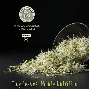 Broccoli Calabrese microgreens seeds available in Pakistan