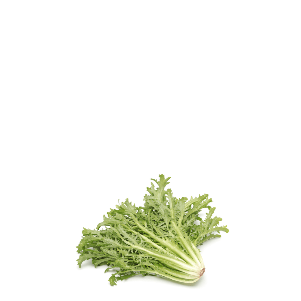 Chicory Endive Arugula Seeds - Barbe de Capucin - Apnaugao