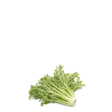 Chicory Endive Arugula Seeds - Barbe de Capucin - Apnaugao