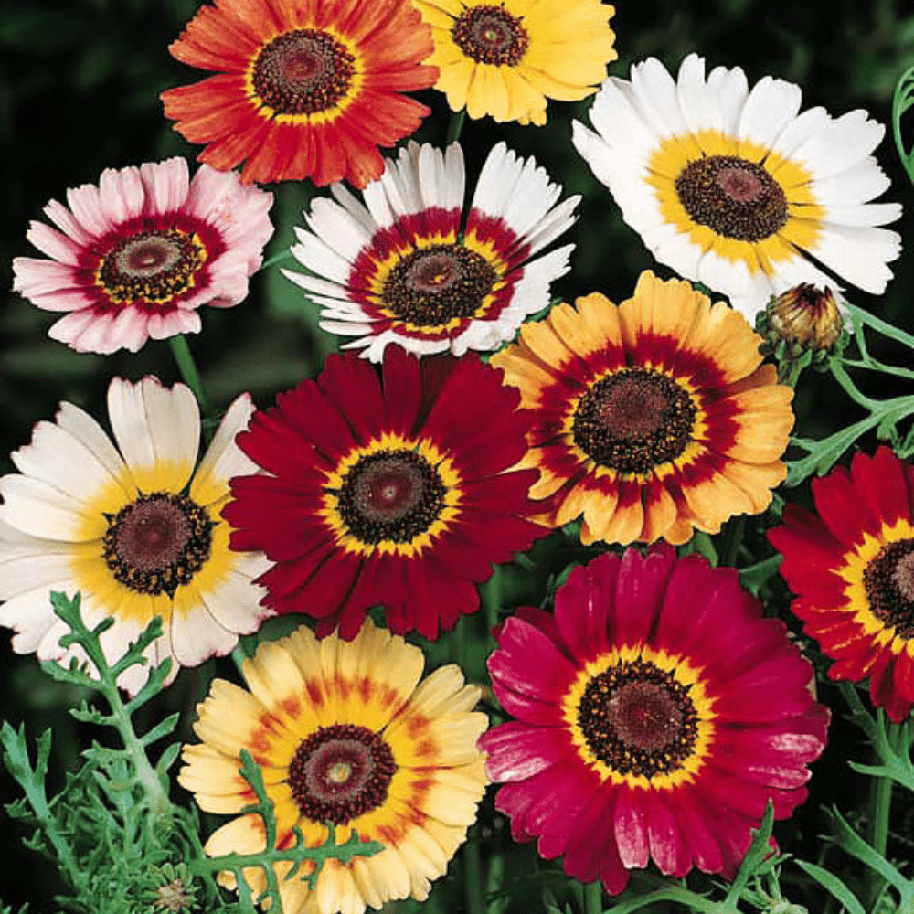 Chrysanthemum Tricolour Flowers Mix Seeds - Apnaugao