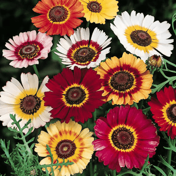 Chrysanthemum Tricolour Flowers Mix Seeds - Apnaugao