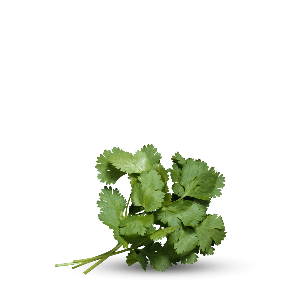Fresh coriander seeds (GRANO GRUESO) – Grow aromatic dhania at home.