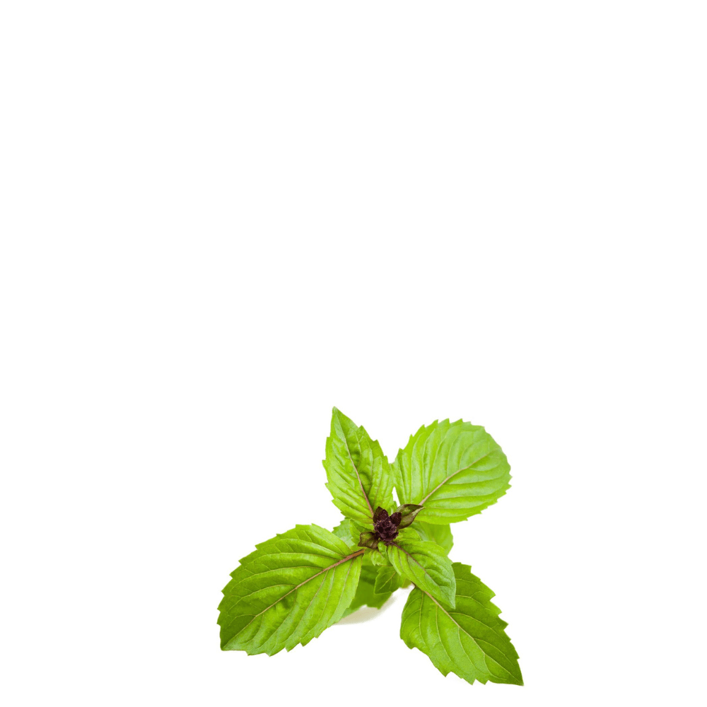 cinamon basil seeds for home gardening