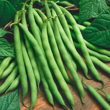 Climbing Beans Seeds Green Podded Blue Lake Black Seeded