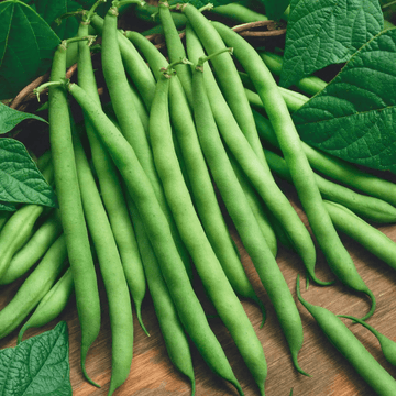 Climbing Beans Seeds Green Podded Blue Lake Black Seeded - Apnaugao