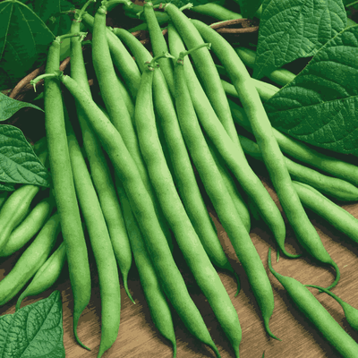 Climbing Beans Seeds Green Podded Blue Lake Black Seeded - Apnaugao