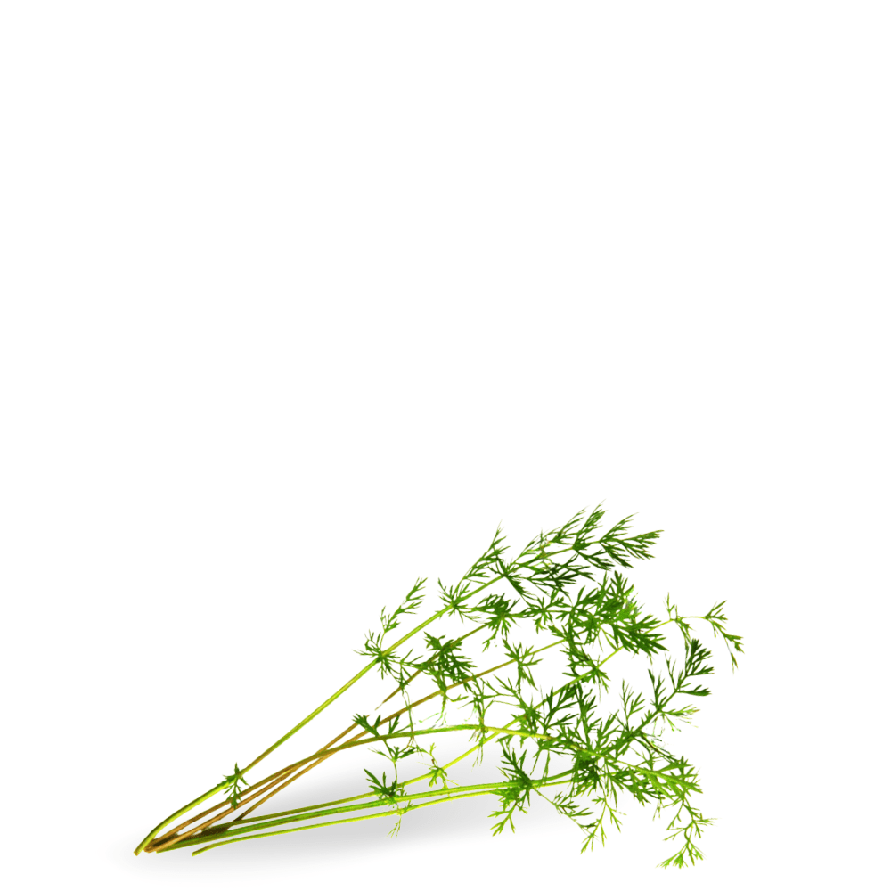 grow cumic at home in Pakistan