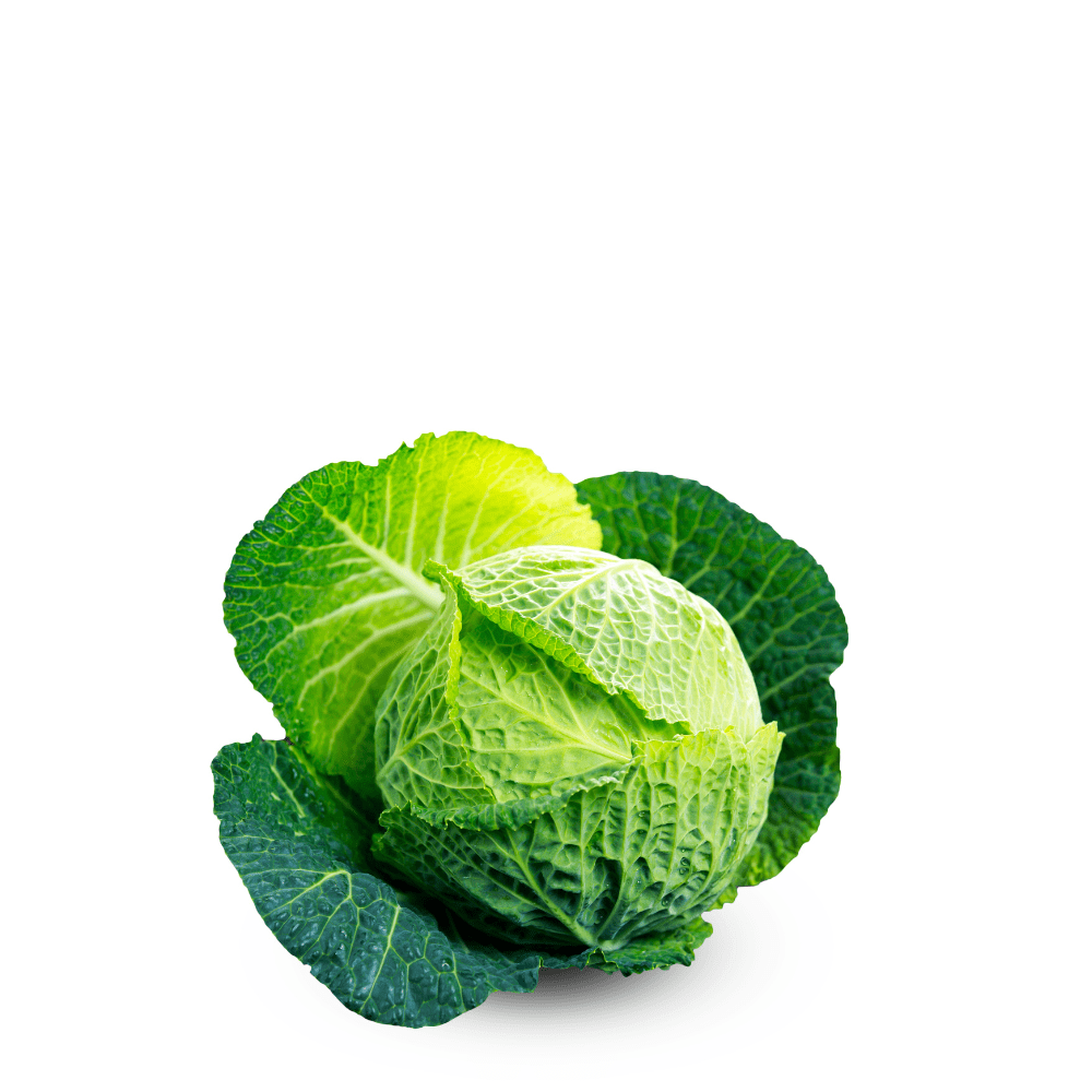 Savoy Cabbage Brunswick Seeds - Apnaugao