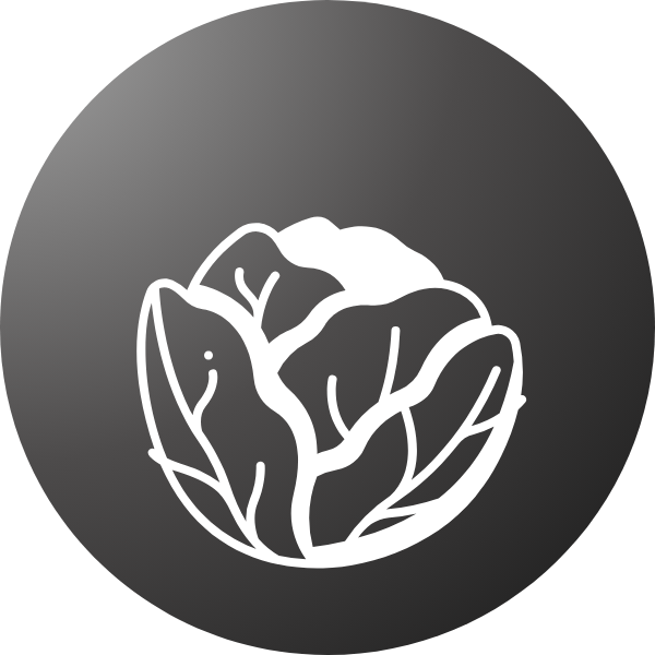 Organic cabbage seeds – Perfect for salads, cooking, and pickling.