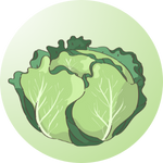Organic cabbage seeds – Perfect for salads, cooking, and pickling.