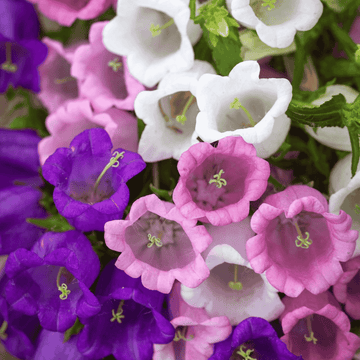 Close-up of purple, pink, and white bell-shaped flowers with green stems.