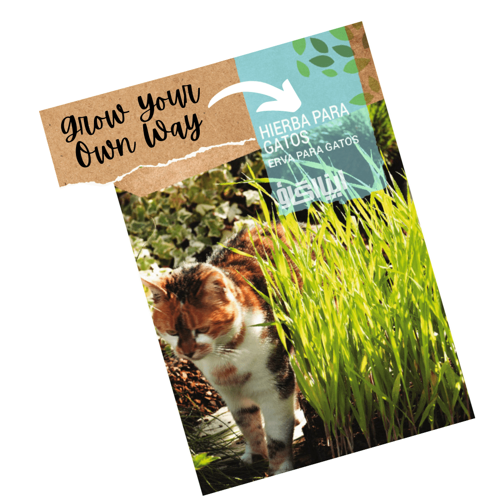 Irish Cat Grass Seeds - Apnaugao