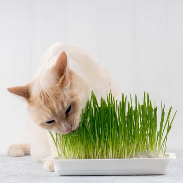 Irish Cat Grass Seeds