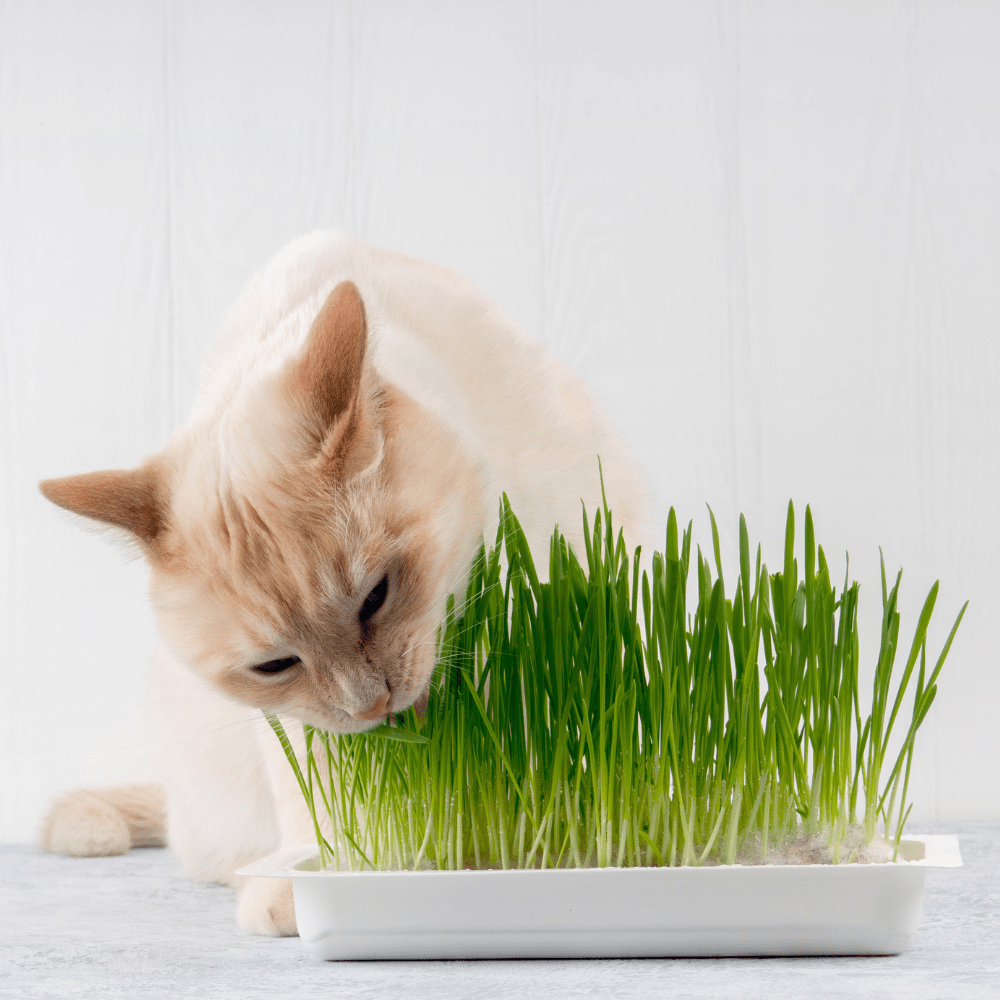 Irish Cat Grass Seeds - Apnaugao
