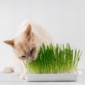 Irish Cat Grass Seeds - Apnaugao