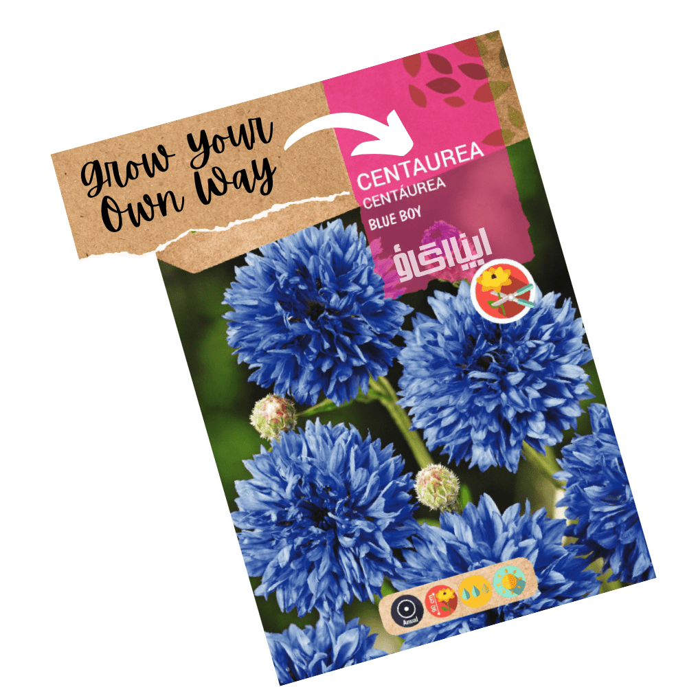 Cornflower F1 Blue Boy Flower Seeds - Apnaugao