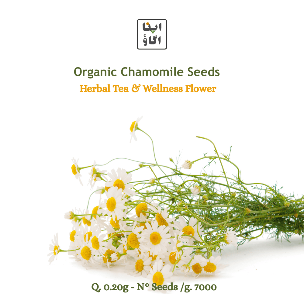 Chamomile Organic Seeds - Apnaugao