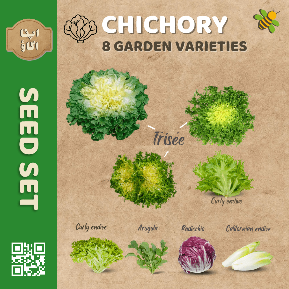 Chicory Endive Seeds Set - Apnaugao