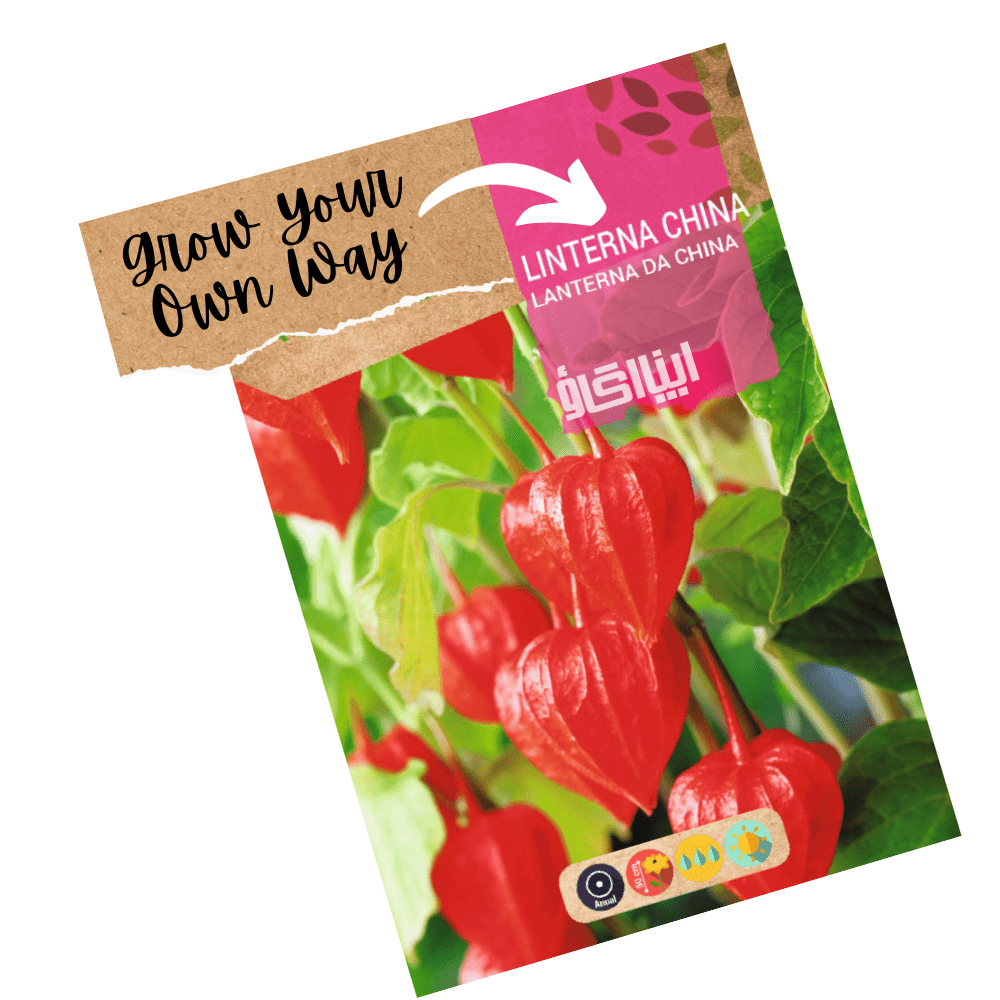 Chinese Red Lantern Flower Seeds - Apnaugao