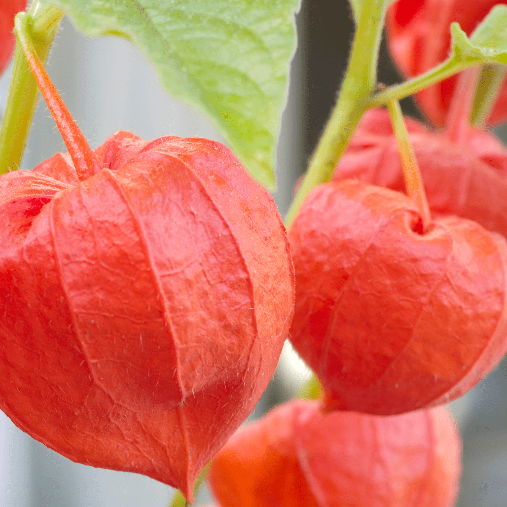 Chinese Red Lantern Flower Seeds - Apnaugao