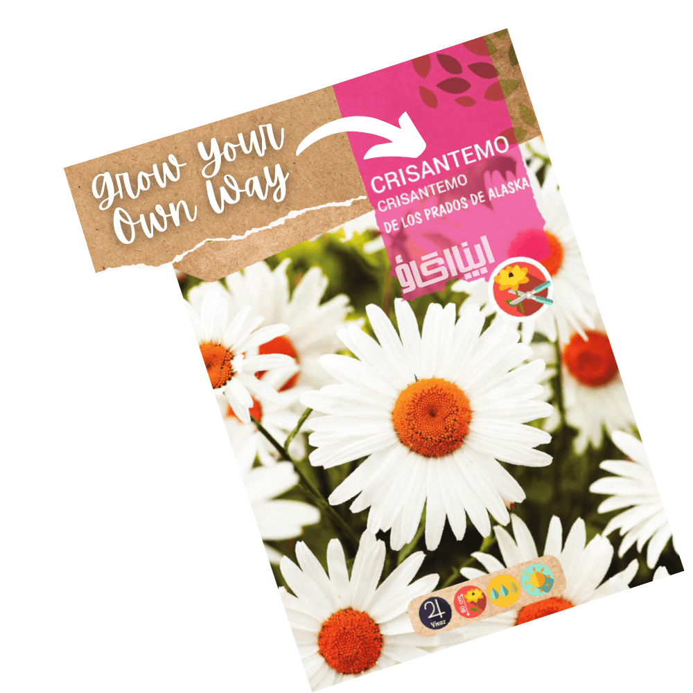 Chrysanthemum Alaska White Flowers Seeds - Apnaugao