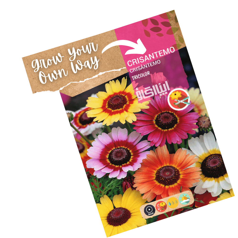 Chrysanthemum Tricolour Flowers Mix Seeds - Apnaugao