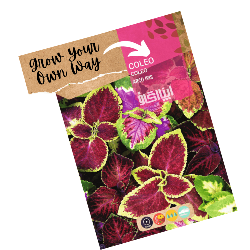 Coleus Rainbow Mix plants with colorful foliage in red, green, yellow, and purple – ornamental seeds pack
