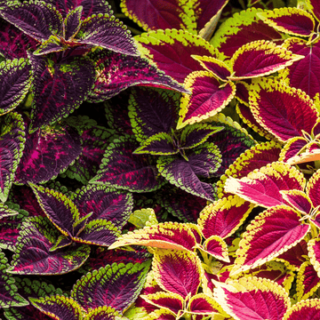 Coleus Rainbow Mix plants with colorful foliage in red, green, yellow, and purple – ornamental seeds pack