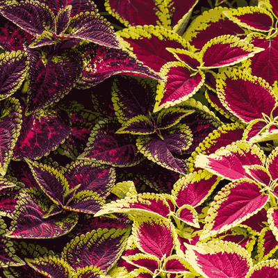 Coleus Rainbow Mix seeds – colourful variegated foliage plants for Pakistani balconies and indoor decor – ApnaUgao