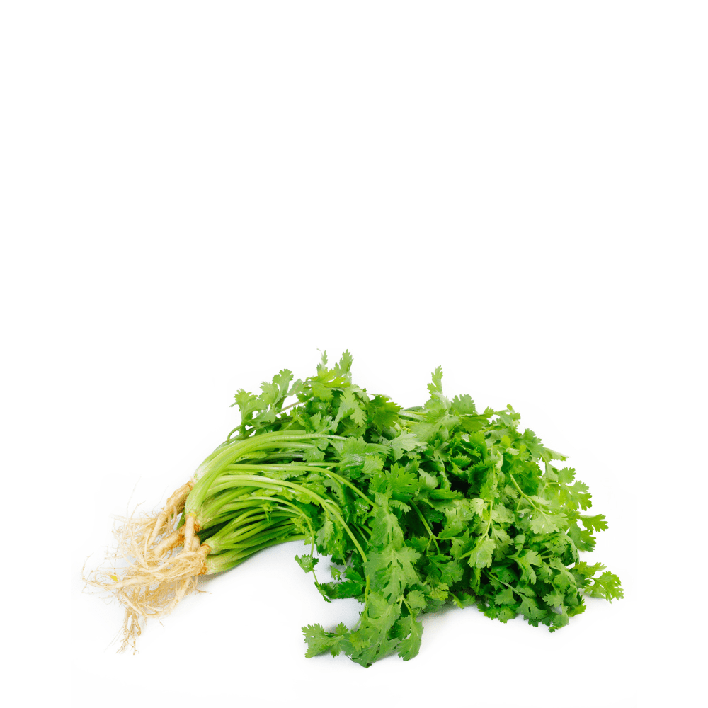 Cilantro (Coriandro) seeds – Grow fresh and aromatic coriander at home.