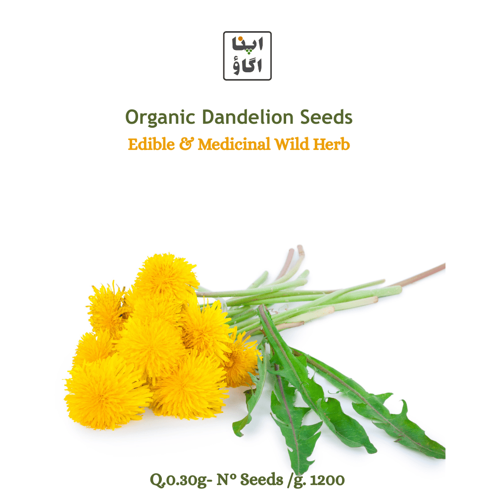 DANDELION Organic Seeds - Apnaugao
