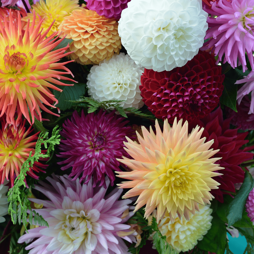 Mixed Flowers Seeds for Dry Bouquets - Apnaugao