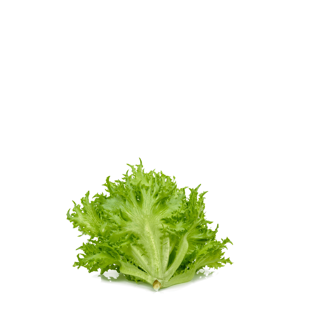 Chicory Endive Escarol Seeds - Corneta de burdeos - Apnaugao