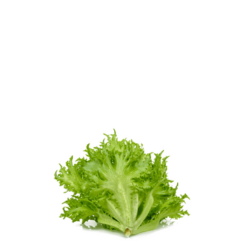 Chicory Endive Escarol Seeds - Corneta de burdeos - Apnaugao