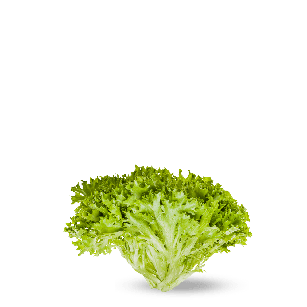 Chicory Endive Frisée Seeds - Rizada doble de verano - Apnaugao