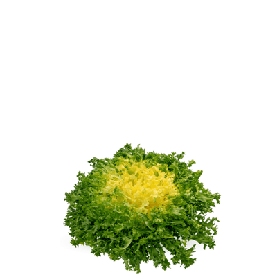Chicory Endive Frisée Seeds - Rizada perruca del prat - Apnaugao